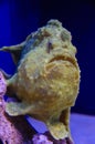 Shaggy frogfish, Antennarius hispidus Royalty Free Stock Photo