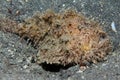 Shaggy Frogfish Royalty Free Stock Photo