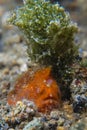 Shaggy Frogfish Royalty Free Stock Photo