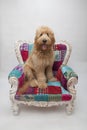 Shaggy Goldendoodle Puppy on a Fancy Colorful Chair