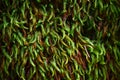 Shaggy green moss