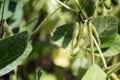 Shaggy green soybean pods on stalks. Glycine max