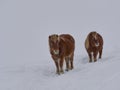 Shaggy haflinger horses on a country road full of snow Royalty Free Stock Photo