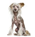 Shaggy, hairy, Chinese crested dog, sitting