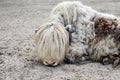 shaggy gray hairy yak lies on the ground