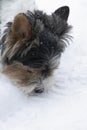 Shaggy head Yorkshire terrier called Beaver York in winter Royalty Free Stock Photo