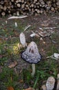 Shaggy ink cap (COPRINUS COMATUS)