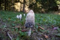 Shaggy ink cap (COPRINUS COMATUS)