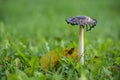 Shaggy ink cap fungus (Coprinus comatus) in a meadow, the gills melting into black liquid filled with spores