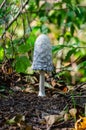 Shaggy ink cap grow in forest