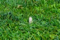 Shaggy ink cap grow in grass