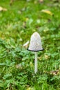 Shaggy ink cap in the lawn, close-up