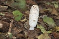 shaggy ink cap or lawyers wig (Coprinus comatus) common fungus in the grass