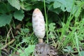 shaggy ink cap or lawyers wig (Coprinus comatus) common fungus in the grass