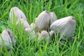 shaggy ink cap or lawyers wig (Coprinus comatus) common fungus in the grass Royalty Free Stock Photo