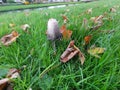 shaggy ink cap or lawyers wig (Coprinus comatus) common fungus in the grass