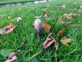 shaggy ink cap or lawyers wig (Coprinus comatus) common fungus in the grass