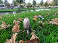 shaggy ink cap or lawyers wig (Coprinus comatus) common fungus in the grass