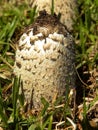 Shaggy Ink Cap mushroom