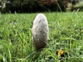 The shaggy ink cap mushroom Coprinus comatus, Lawyer`s wig, Shaggy mane, Der Schopf-Tintling, Spargelpilz, Porzellantintling Royalty Free Stock Photo