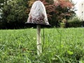 The shaggy ink cap mushroom Coprinus comatus, Lawyer`s wig, Shaggy mane, Der Schopf-Tintling, Spargelpilz, Porzellantintling Royalty Free Stock Photo