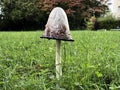 The shaggy ink cap mushroom Coprinus comatus, Lawyer`s wig, Shaggy mane, Der Schopf-Tintling, Spargelpilz, Porzellantintling Royalty Free Stock Photo