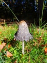 Shaggy ink cap mushroom in sunlight in detailed scenic environment