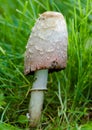 Shaggy Ink cap toadstool - portrait