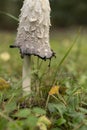 Shaggy ink mushroom - Coprinus Comatus  - associated with history of Second World War used as authenticity of documents Royalty Free Stock Photo