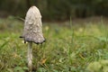 Shaggy ink mushroom - Coprinus Comatus  - associated with history of Second World War used as authenticity of documents Royalty Free Stock Photo