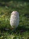 Shaggy Inkcap Fungus