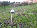 Shaggy Inkcap Mushroom