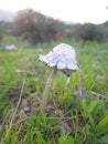 Shaggy Inkcap Mushroom