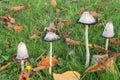 Shaggy inkcap mushrooms in grass