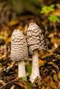 Magpie Inkcap Toadstool