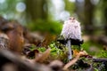 Shaggy inky cap standinng at the green moss in the woods