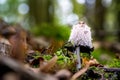 Shaggy inky cap standinng at the green moss in the woods