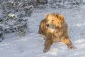 Shaggy labrador golden retriever dog lying in the snow and looking into the sun Royalty Free Stock Photo