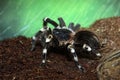 shaggy large bird-eating spider on the ground Royalty Free Stock Photo