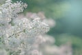 Shaggy lilac. lilac flowers on a background of green leaves in the rays of sunlight. toned photo in soft colors