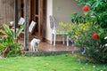 A shaggy little cute dog stands at the entrance to the house, in front of the grass. Concept of animal shelters and hotels