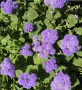 Shaggy lumps-lilac flowers against the background of the green leaves Royalty Free Stock Photo