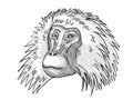 Shaggy male Gelada Monkey Cartoon Retro Drawing