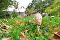 Shaggy mane