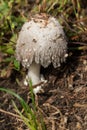 Shaggy Mane - Coprinus comatus