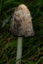 Shaggy Mane - Coprinus comatus