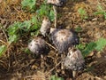 Shaggy mane fungus Royalty Free Stock Photo