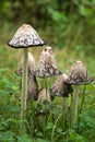 Shaggy Mane Inky Cap mushrooms Royalty Free Stock Photo