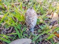 Shaggy Mane mushroom growing in the wild