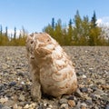 Shaggy mane mushroom grows through gravel surface